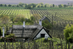 Weinanbau in der Gegend von Aszófö