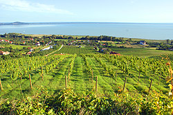 Weinreeben am Hang des Badacsony